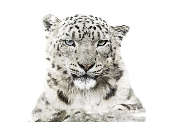 WWF, il calendario 2016 è dedicato alle specie in estinzione 