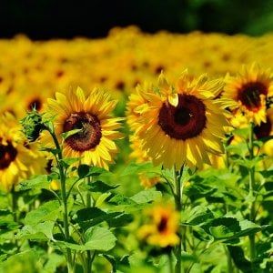 Scoperto l'orologio dei girasoli