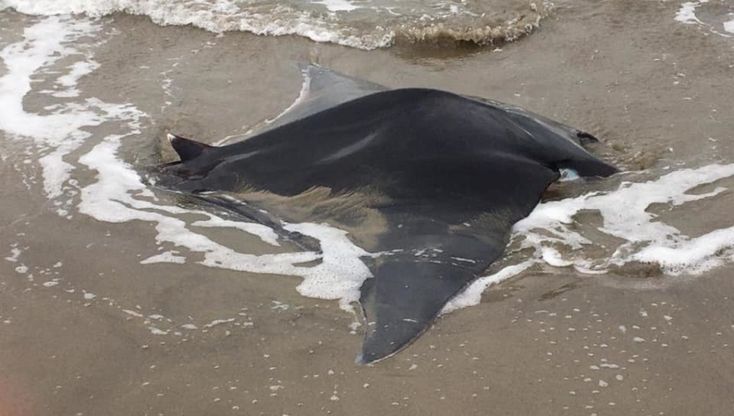  Castel Volturno, si spiaggia una manta: salvata dai surfisti