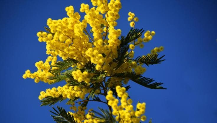 10 fiori e piante da regalare per la Festa della donna