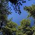 Gli alberi potrebbero immagazzinare meno CO2 del previsto