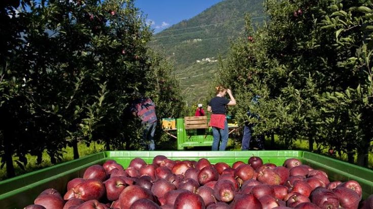 Mele e pomodori da salsa, così le alte temperature cambiano i ritmi dell’agricoltura in Lombardia