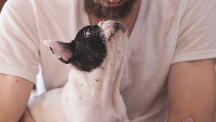 Meglio non mentire al cane: le bugie hanno le zampe corte