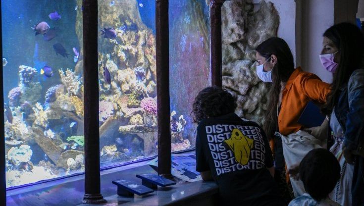 Napoli, tutti pazzi per l'Aquarium in Villa comunale: duemila visitatori nel weekend