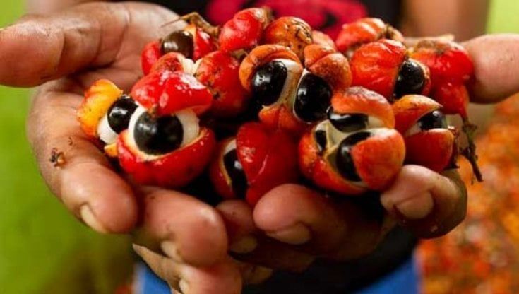 Il Guaranà, e il popolo che lo produce, protetti da un'Indicazione geografica