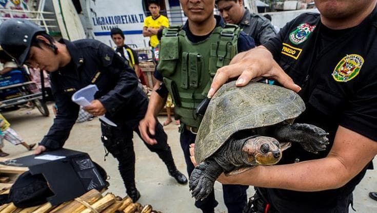 Facebook, TikTok e il traffico di specie selvatiche: così i social minacciano la biodiversità