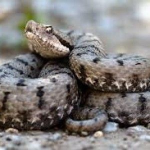 Morso da una vipera, ragazzino rischia la vita per shock anafilattico