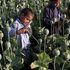 Afghanistan, record produzione di oppio: 9 mila tonnellate, +87% rispetto al 2016