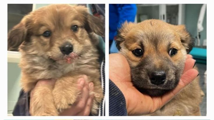 Cuccioli rubati a Muratella, al via le indagini sulla scomparsa dal canile