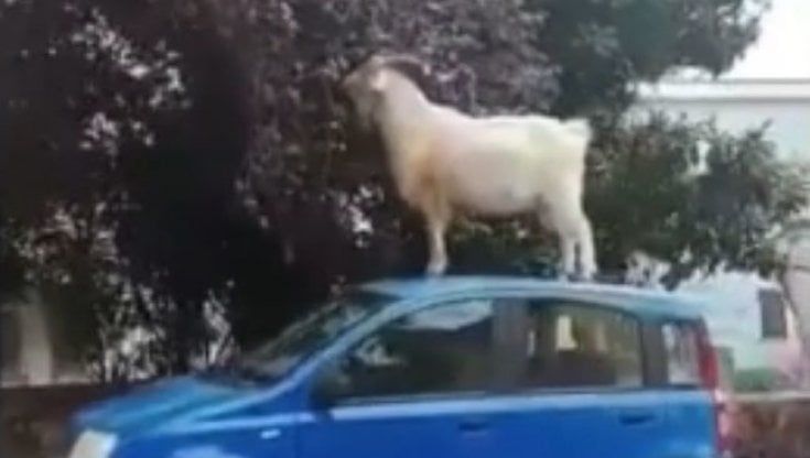 La capra sul tetto della Panda blu e le altre leggende animali della Città Eterna