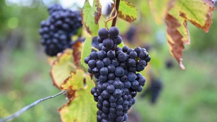 Dall’Etna alla Patagonia: tutte le metamorfosi del Pinot nero, il vitigno che “ascolta”