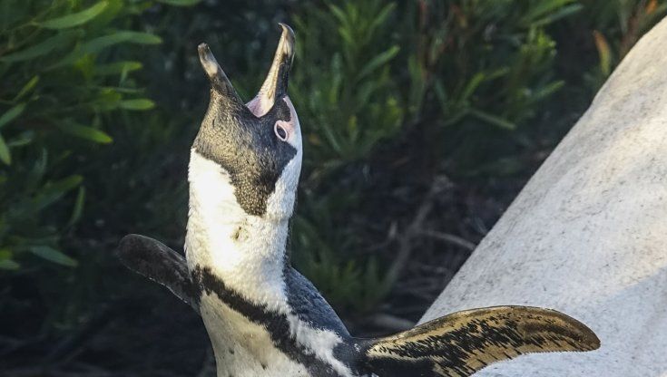 A ciascuno il suo timbro di voce. E quella di uomini e pinguini non è così diversa