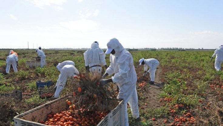 Caporalato a Foggia, la moglie del prefetto Di Bari e gli altri in "apparato di sfruttamento quasi perfetto". Braccianti stipati in auto e 5 euro per un cassone di pomodori