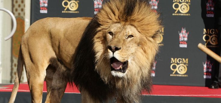 Auguri al leone di Hollywood: la MGM ruggisce ancora