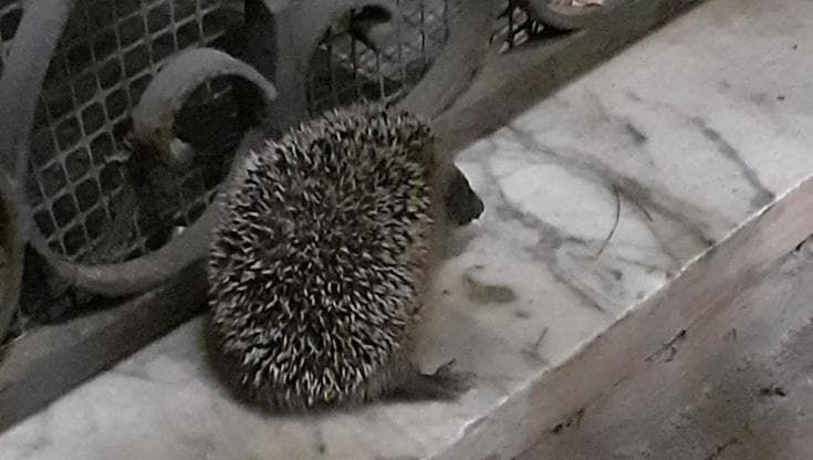 Sanremo, animalisti diffidano condominio a interrompere i lavori di giardinaggio per salvare i ricci