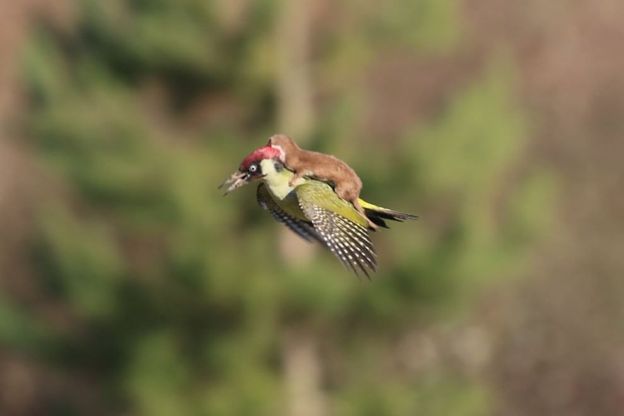 La donnola sul dorso del picchio: l'incredibile attacco in volo