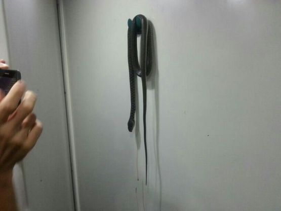 Lo spavento sul treno:<br />"C'&egrave; una biscia nella toilette"