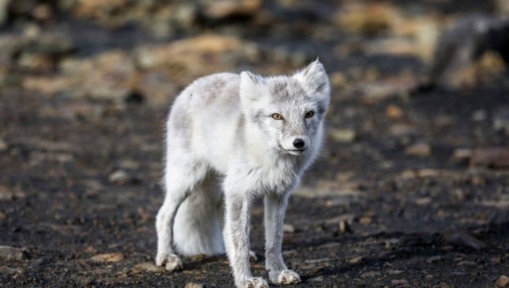 Nel deserto della tundra c'è un giardino: è la tana della volpe artica