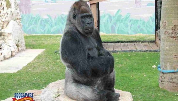 "Salviamo il gorilla triste", verso le 60mila firme la petizione lanciata da Parma 