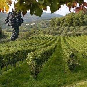Lavoro nero, controlli nei vigneti di Trapani: scoperti 4 irregolari