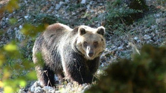L'orsa investita e uccisa in Abruzzo. Il Wwf: "Il futuro di questa specie è appeso a un filo"