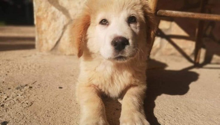 Cucciolo ridotto in fin di vita con una bastonata trova casa: "La storia di Fortunello gli ha regalato una famiglia"