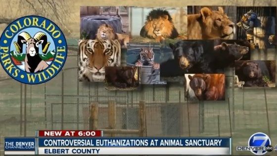 Colorado, riserva abbatte tutti i suoi animali. "Non avevano scampo"