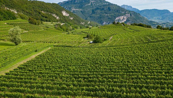 Trentodoc, l'ascesa di Altemasi: produzione decuplicata in dieci anni