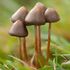 Allucinogeni e depressione, un composto di funghi è efficace nel combatterla