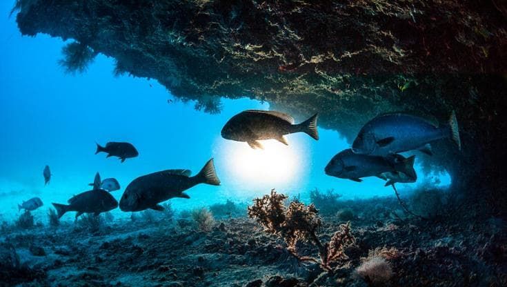 L'acidificazione degli oceani danneggia la barriera corallina e la vita sociale dei pesci