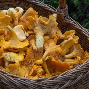 Lecce, pranzo della festa a base di funghi tossici: famiglia di 9 persone in ospedale