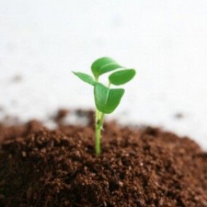 "L'Italia consuma 4 volte le risorse ambientali di cui dispone". Orlando spinge la Green economy