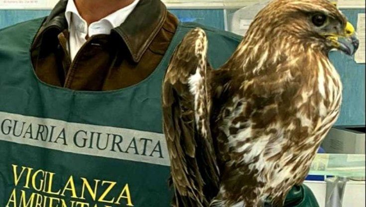 Marcianise, morta la poiana recuperata dai volontari del Wwf
