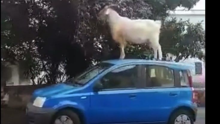 Gregge in strada, una capra sale su un'auto per mangiare le foglie di un albero. Il video 