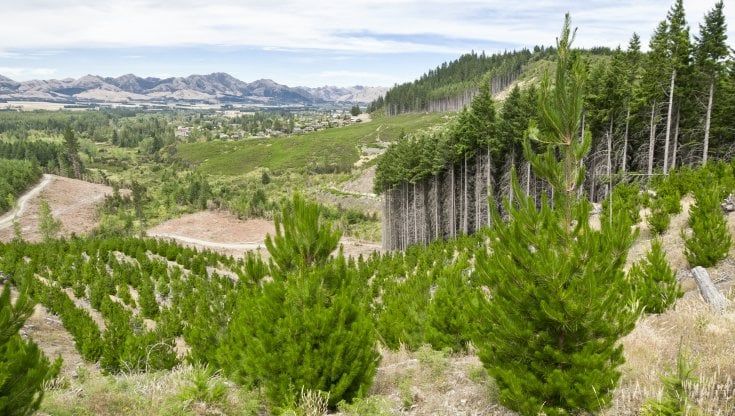 Per fare un albero ci vuole attenzione. Il lato oscuro della forestazione