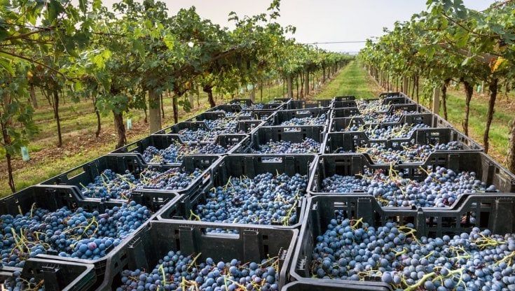 Vino, Nizza Docg: obiettivo un milione di bottiglie