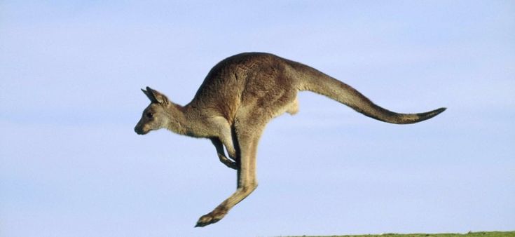 Australia, i frutti buoni della conservazione