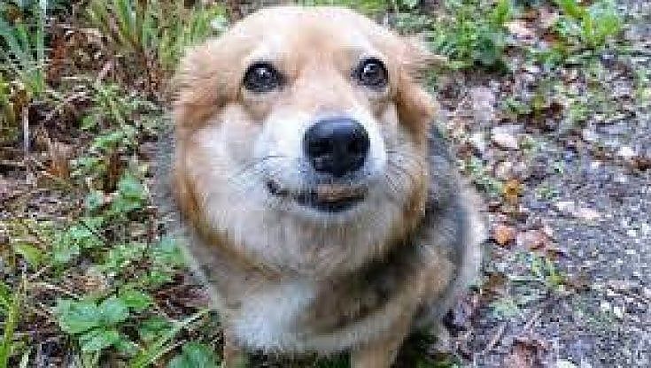 Cimitero per gli animali, primo sì della  Regione Lazio. "Ma no a tumulazione col padrone"