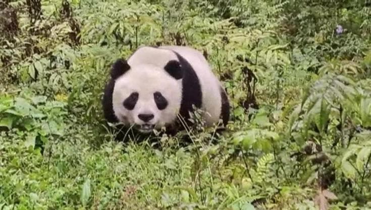 L'incontro con il panda gigante che vive libero nei boschi