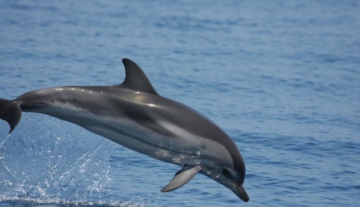 La festa dei delfini nel mare di Ischia: giocano con i ricercatori