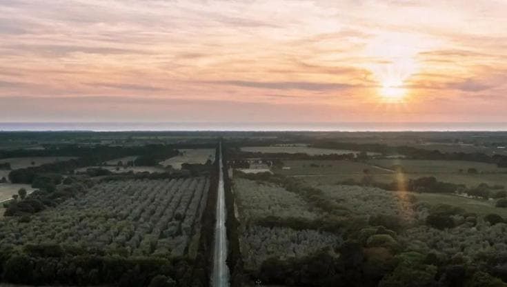 Anteprima Sassicaia 2023: a Bolgheri la nuova trilogia di Tenuta San Guido