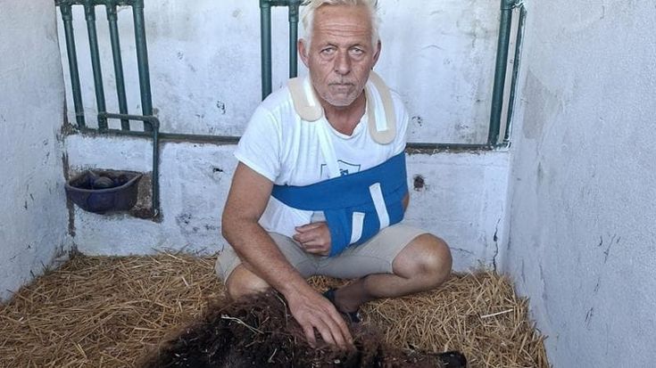 Paura del lupo nel Torinese: “Le mie pecore attaccate in pieno giorno a pochi metri dai miei nipoti”