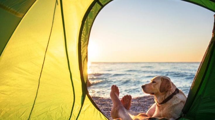 Vacanze pet-friendly: come pianificare la spesa e abbattere i costi