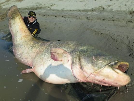Pesca da record nel Po: il siluro &egrave; lungo quasi tre metri