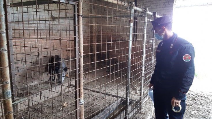 Cinghiale allevato illegalmente: la Forestale di Parma lo sequestra 