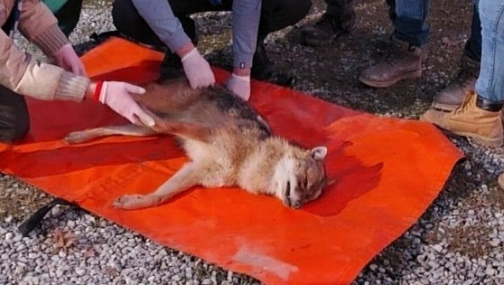 Parma, travolto e ucciso raro esemplare di sciacallo dorato