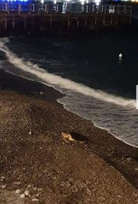 Avvistata caretta caretta a Meta di Sorrento, forse cercava di deporre le sue uova