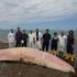 Sicilia, il mistero dei capodogli morti. 