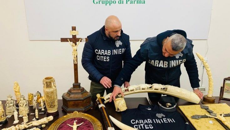 Maxisequestro a Mercanteinfiera: recuperati 172 preziosi oggetti in avorio, undici denunce