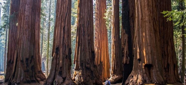 La sequoia della California ha un nemico: lo scarabeo